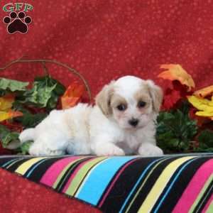 Skylark, Maltipoo Puppy